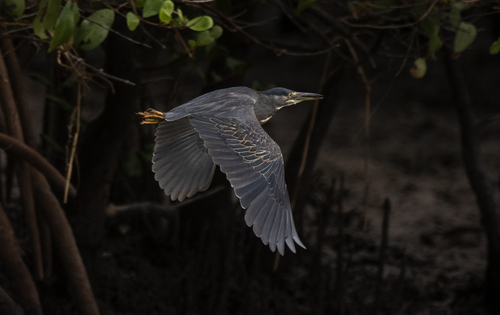 iNaturalist image
