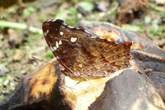 Hypanartia trimaculata