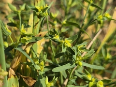 Euphorbia exigua, photograph (c) Bobo-X, some rights reserved (CC BY)