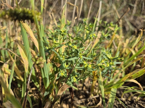 Euphorbia exigua, photograph 4