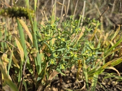 Euphorbia exigua, photograph (c) Bobo-X, some rights reserved (CC BY)