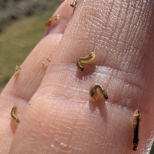 Common Blackflies