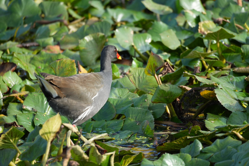 iNaturalist: (c) adamshen, some rights reserved (CC BY-NC) iNaturalist image
