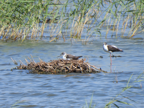iNaturalist image