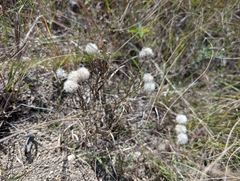Solidago ptarmicoides, photograph (c) Jeff Hansen, some rights reserved (CC BY)