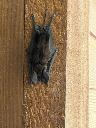 Mexican Free-tailed Bat
