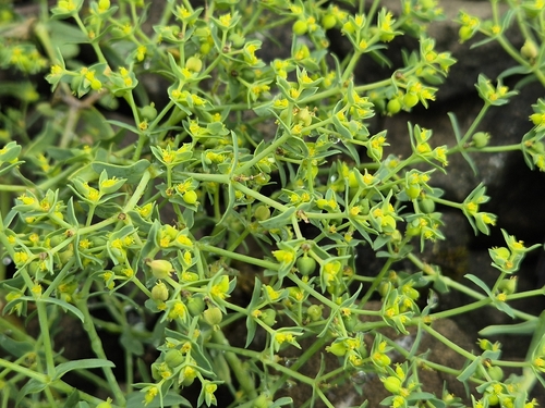 Euphorbia exigua observed 2026-09-03