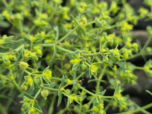 Euphorbia exigua, photograph 1