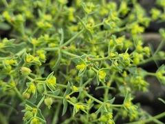 Euphorbia exigua, photograph (c) Bobo-X, some rights reserved (CC BY)