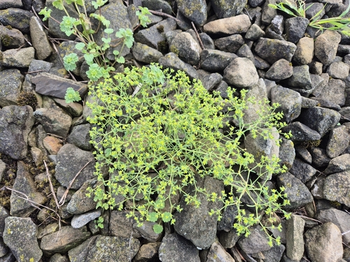 Euphorbia exigua, photograph 2