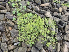 Euphorbia exigua, photograph (c) Bobo-X, some rights reserved (CC BY)