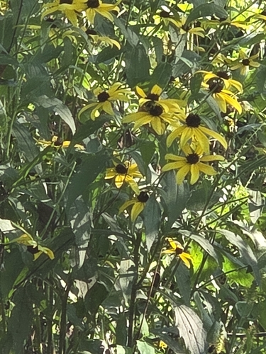 brown-eyed Susan