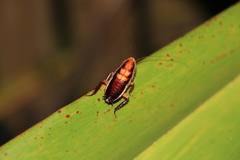 Drymaplaneta heydeniana