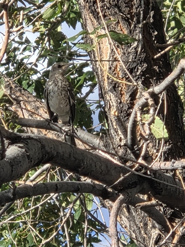 Sage Thrasher
