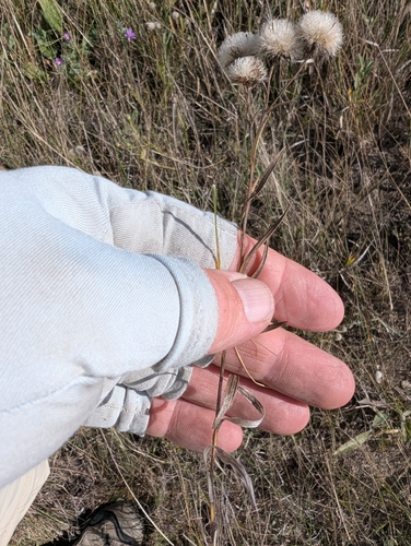 Solidago ptarmicoides, photograph 3
