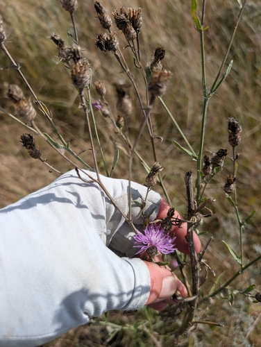 spotted knapweed