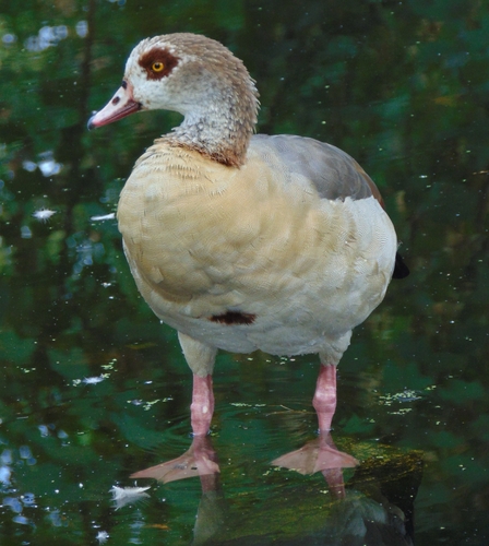 iNaturalist image
