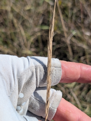 slender wheat grass