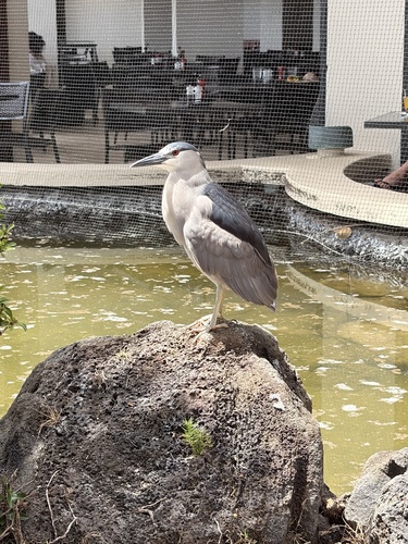 iNaturalist image