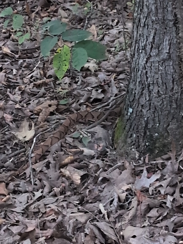 Eastern Copperhead