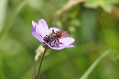 Andrena labiata