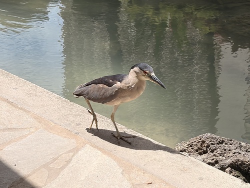 iNaturalist image