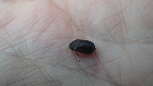 iNaturalist observation photo of Beetles