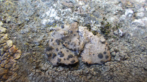 iNaturalist observation photo of Emery Rocktripe Lichen