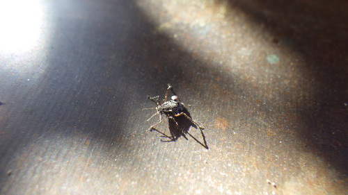 iNaturalist observation photo of Giant Willow Aphid