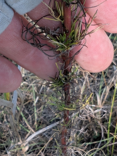 Field Sagewort