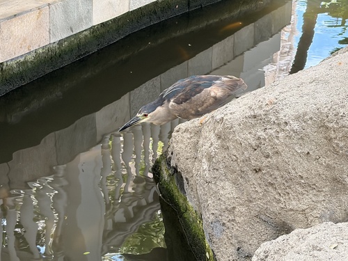 iNaturalist: (c) Casey, some rights reserved (CC BY-NC), uploaded by Casey iNaturalist image