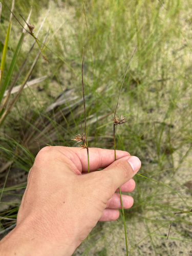 fringed nutrush