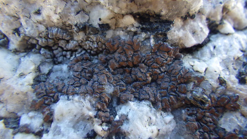 iNaturalist observation photo of Brown Tile Lichen