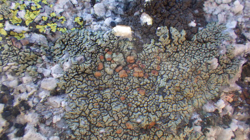 iNaturalist observation photo of Protoparmeliopsis sierrae