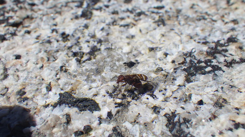 iNaturalist observation photo of Common Picture-winged Fly