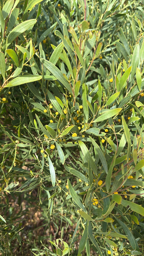 western coastal wattle