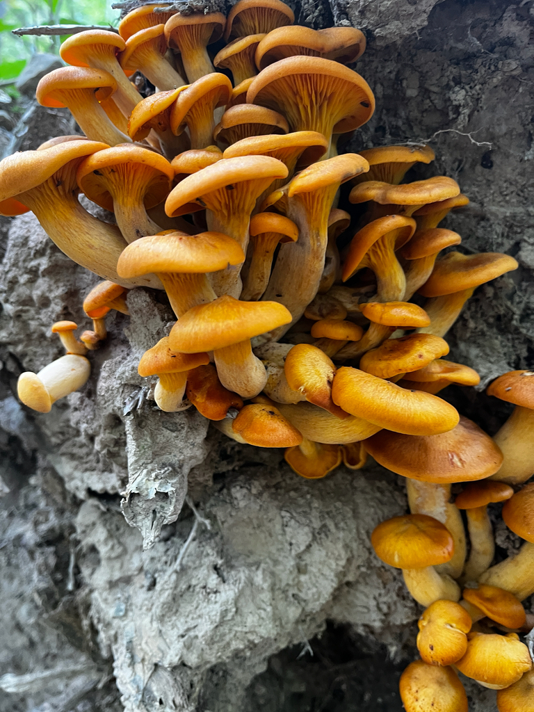 A clump of orange jack-o’-lantern mushrooms on rock