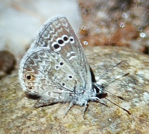 Reakirt's Blue
