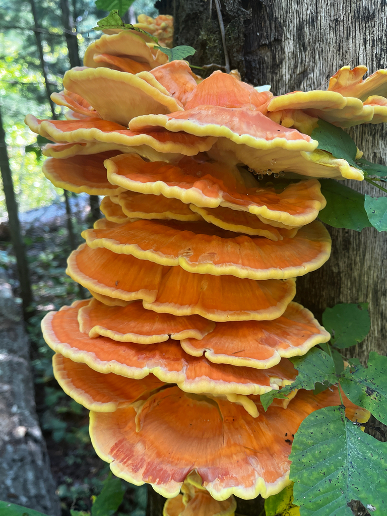 Tiered shelves of chicken of the woods, orange edged in yellow