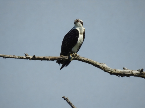 iNaturalist: (c) Duncan Woolston, some rights reserved (CC BY-NC), uploaded by Duncan Woolston iNaturalist image