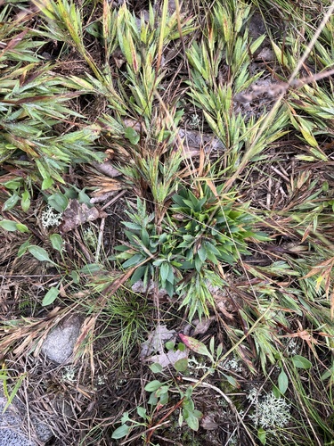 Dichanthelium lanuginosum, 2026-09-09