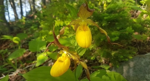 yellow lady's slipper