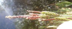 Carex elata