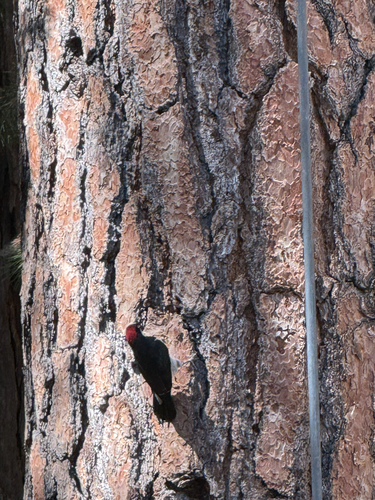 iNaturalist observation photo of Acorn Woodpecker