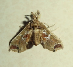 Leucinodes laisalis