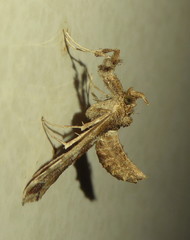 Leucinodes laisalis