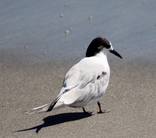 iNaturalist image