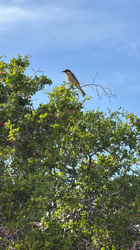 Singing Honeyeater