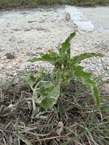 Zizotes milkweed
