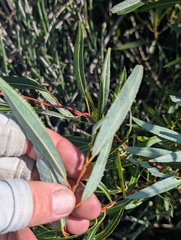 Salix petiolaris, photograph (c) Jeff Hansen, some rights reserved (CC BY)